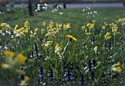 Blumenrasen Bluemnwiese.jpg